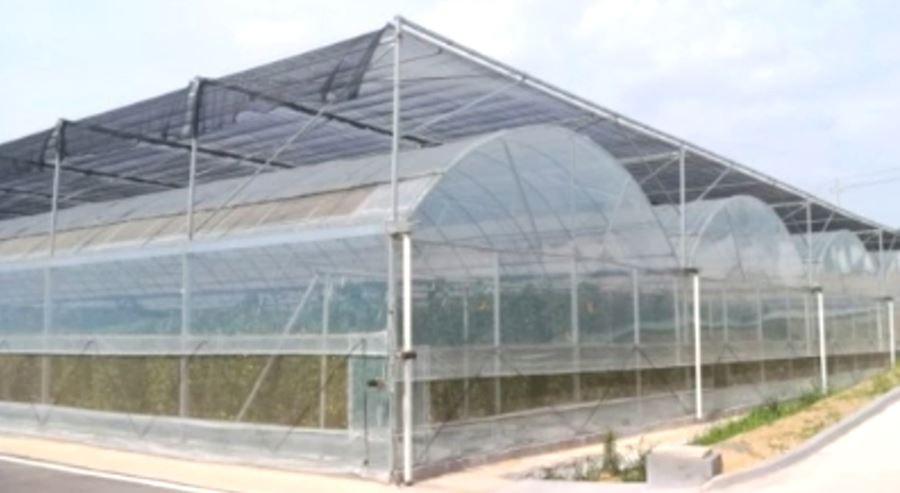 product-1-1 6ml greenhouse plastic price