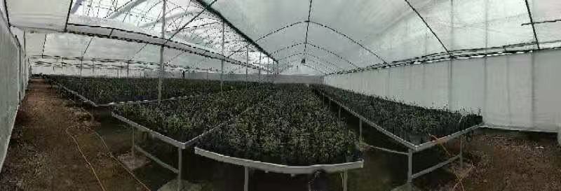 during the construction of a solar greenhouse with columns during the construction of a solar greenhouse with columns