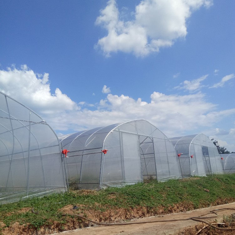 The benefits of growing vegetables in greenhouses